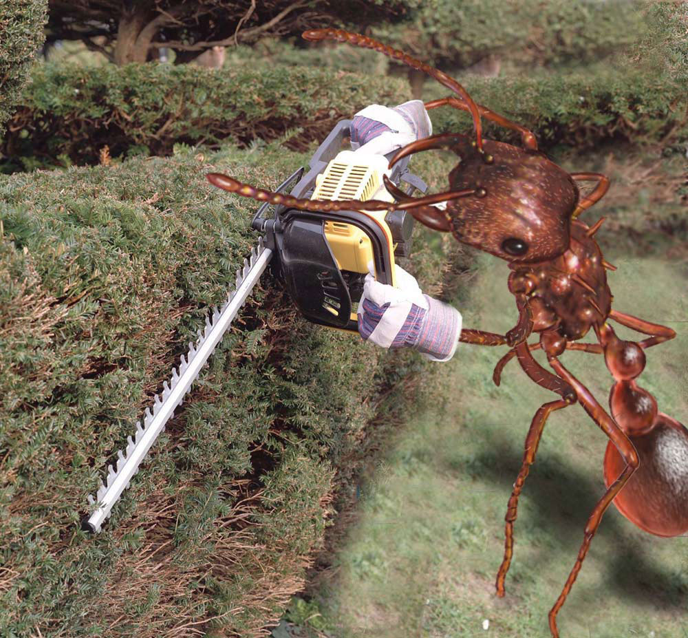 MMT3R207libranoelrose