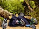 Filename=Sleeping_Bear.jpg
Filesize=128KiB
Dimensions=800x600
Date added=Sep 16, 2011 Sleeping_Bear.jpg